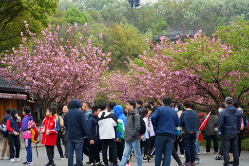 3無(wú)錫景區(qū)游客游園賞花.jpg