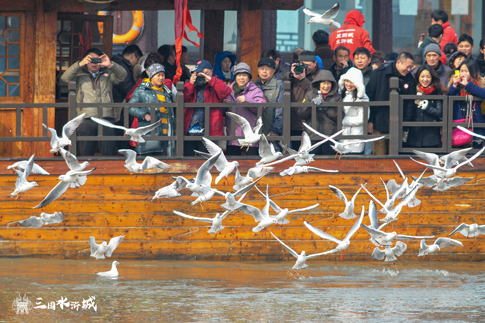 無錫景區(qū)游客乘船賞鷗.jpg